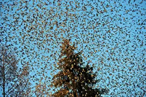 Millions: 80190381 Brambling - flock - gathering of millions