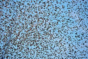 Millions: 80190382 Brambling - flock - gathering of millions