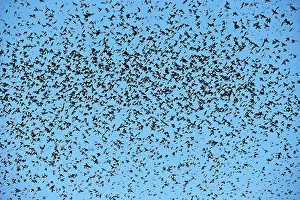 Millions: 80190383 Brambling - flock - gathering of millions