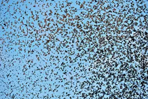 Millions: 80190384 Brambling - flock - gathering of millions