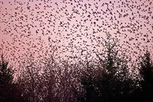 Millions: 80190385 Brambling - flock - gathering of millions
