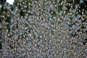 Millions: 80190386 Brambling - flock - gathering of millions