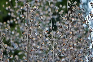 Millions: 80190387 Brambling - flock - gathering of millions