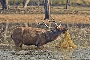 Sambar: 80190388 Sambar Deer - adult male in marsh Ranthambore