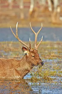 Sambar: 80190390 Sambar Deer - adult male in marsh Ranthambore