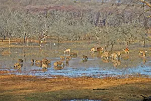 Boars: 80190391 Sambar Deer - and Wild Boars Ranthambore