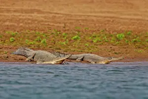 Pradesh: 80190393 Gharial Uttar Pradesh, Chambal River