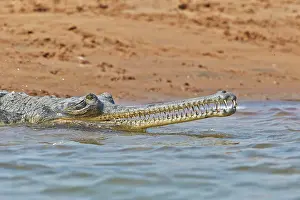 Pradesh: 80190394 Gharial Uttar Pradesh, Chambal River