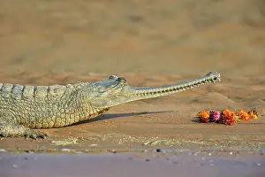 Pradesh: 80190395 Gharial Uttar Pradesh, Chambal River