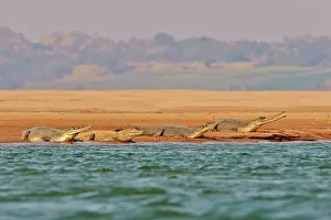Pradesh: 80190396 Gharial Uttar Pradesh, Chambal River