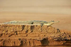 Pradesh: 80190397 Gharial Uttar Pradesh, Chambal River