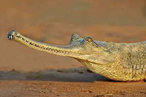 Pradesh: 80190398 Gharial Uttar Pradesh, Chambal River