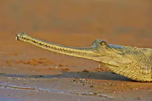 Pradesh: 80190399 Gharial Uttar Pradesh, Chambal River