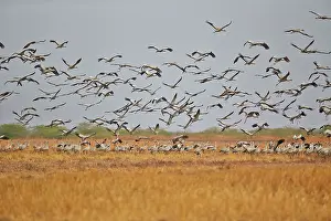 Blackbuck: 80190400 Common Crane - flock in flight Blackbuck