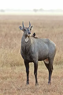 Nilgai: 80190401 Nilgai / Indian Bull / Blue Antelope -