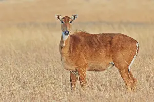Nilgai: 80190402 Nilgai / Indian Bull / Blue Antelope -
