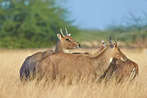 Nilgai: 80190403 Nilgai / Indian Bull / Blue Antelope Blackbuck