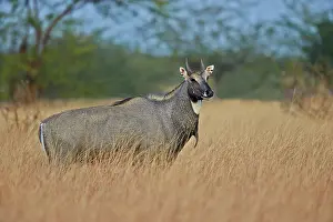 Nilgai: 80190404 Nilgai / Indian Bull / Blue Antelope Blackbuck
