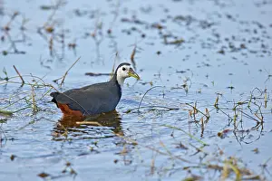 Breasted: 80190406 White-breasted Waterhen - in marsh Ranthambore