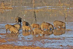 Boar: 80190407 Wild Boar / Wild Pig - group feeding on