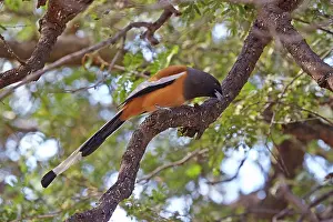 Rufous: 80190408 Rufous Treepie Ranthambore National Park