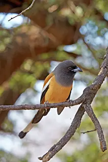 Rufous: 80190409 Rufous Treepie Ranthambore National Park