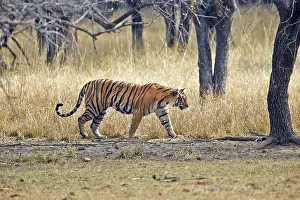 Bengal: 80190410 Bengal Tiger Ranthambore National Park