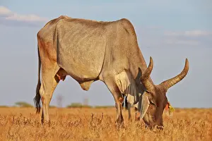 Zebu: 80190411 Zebu Wild Ass Sanctuary, Little Rann of