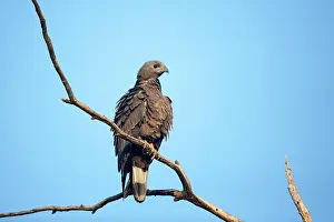 Honey: 80190412 Crested Honey Buzzard - perched on tree