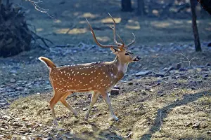 Chital: 80190413 Chital / Cheetal / Chital Deer / Spotted