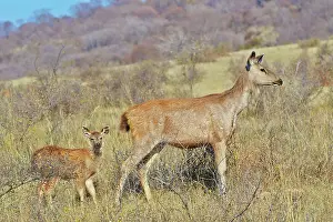 Sambar: 80190414 Sambar Deer - female and young Ranthambore