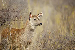 Sambar: 80190415 Sambar Deer - young Ranthambore National