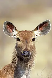 Sambar: 80190416 Sambar Deer - female Ranthambore National
