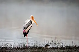 Stork: 80190417 Painted Stork Ranthambore National Park