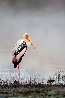 Stork: 80190418 Painted Stork Ranthambore National Park