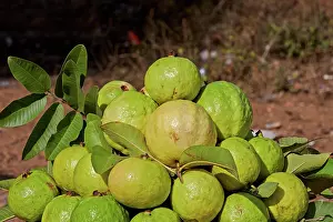 Rajasthan: 80190419 Guavas Ranthambore, Rajasthan, India, Asia