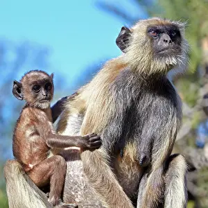 Hanuman: 80190420 Hanuman Langur - mother and baby Ranthambore