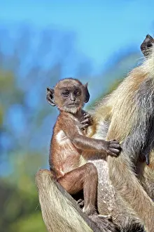Hanuman: 80190421 Hanuman Langur - mother and baby Ranthambore