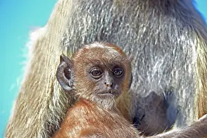 Hanuman: 80190422 Hanuman Langur - mother and baby Ranthambore