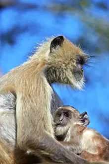 Hanuman: 80190423 Hanuman Langur - mother and baby Ranthambore