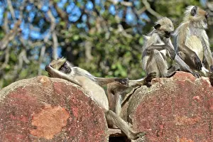 Sunbathing: 80190424 Hanuman Langur - sunbathing Ranthambore