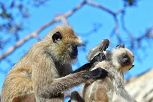 Grooming: 80190425 Hanuman Langur - mother and baby grooming