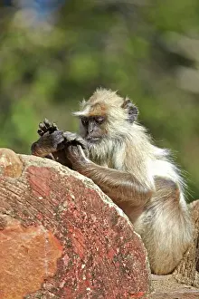 Hanuman: 80190426 Hanuman Langur Ranthambore National Park