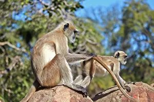 Grooming: 80190427 Hanuman Langur - mother and baby grooming