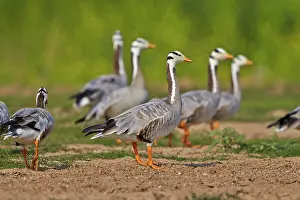 Pradesh: 80190428 Bar-headed Goose - group Uttar Pradesh