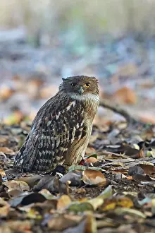 Ranthambore: 80190429 Brown Fish Owl Ranthambore National Park