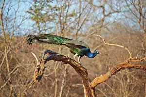 Peacock: 80190430 Indian Peafowl / Blue Peacock - male Ranthambore