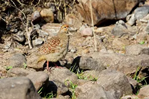 Partridge: 80190431 Grey Partridge Ranthambore National Park
