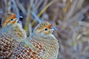 Partridge: 80190432 Grey Partridge Ranthambore National Park