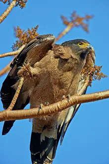 Ranthambore: 80190433 Crested Serpent Eagle - immature Ranthambore